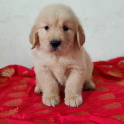 Golden Retriever Golden Retriever Puppy