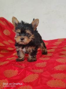 Yorkshire Terrier Puppy