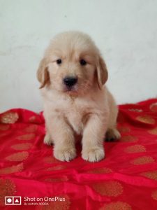 Golden Retriever Puppy