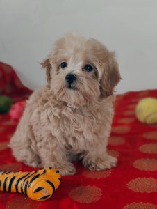 maltipoo puppy