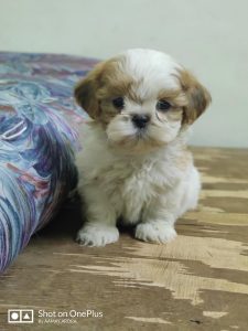 shih tzu puppy