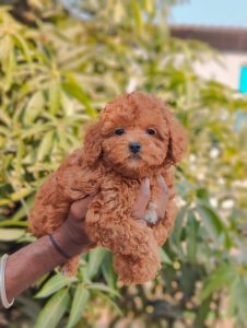 toy poodle puppy